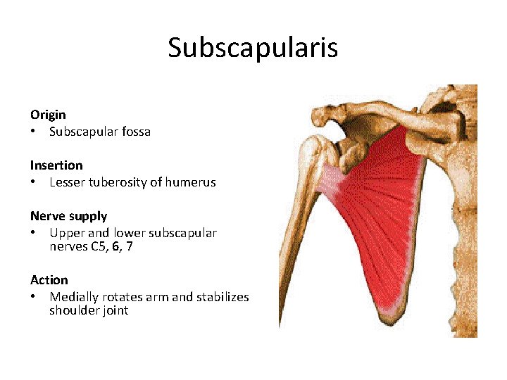 Subscapularis Origin • Subscapular fossa Insertion • Lesser tuberosity of humerus Nerve supply •