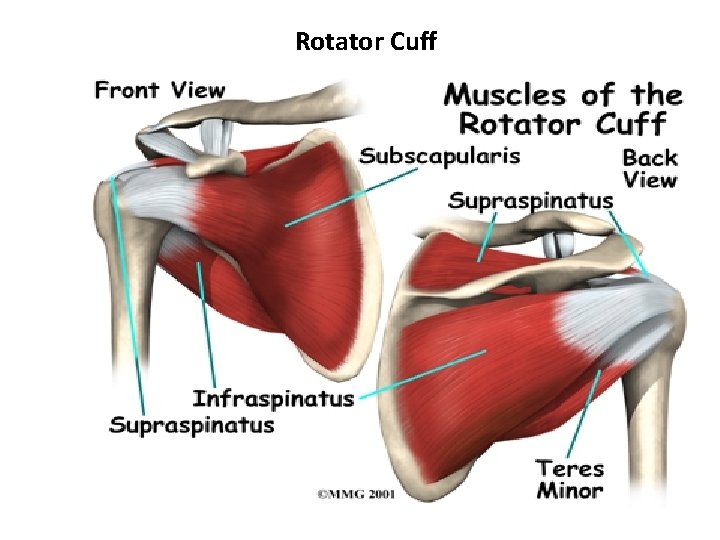 Rotator Cuff 