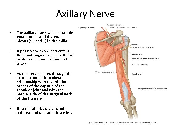 Axillary Nerve • The axillary nerve arises from the posterior cord of the brachial