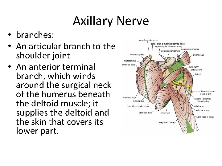 Axillary Nerve • branches: • An articular branch to the shoulder joint • An