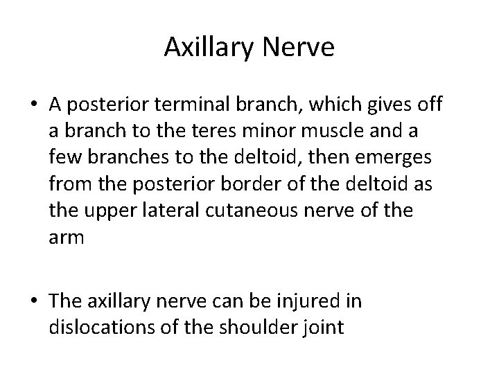 Axillary Nerve • A posterior terminal branch, which gives off a branch to the