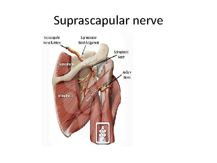 Suprascapular nerve 