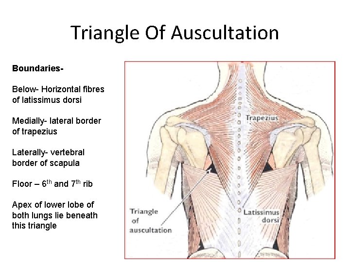 Triangle Of Auscultation Boundaries. Below- Horizontal fibres of latissimus dorsi Medially- lateral border of