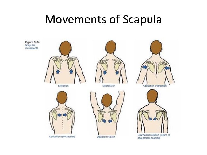 Movements of Scapula 