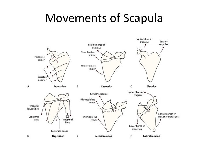 Movements of Scapula 