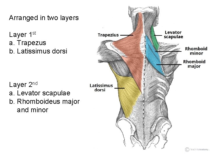 Arranged in two layers Layer 1 st a. Trapezus b. Latissimus dorsi Layer 2