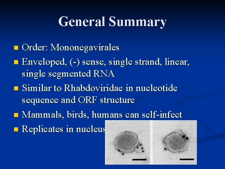 General Summary Order: Mononegavirales n Enveloped, (-) sense, single strand, linear, single segmented RNA