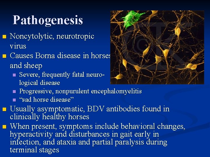 Pathogenesis n n Noncytolytic, neurotropic virus Causes Borna disease in horses and sheep n