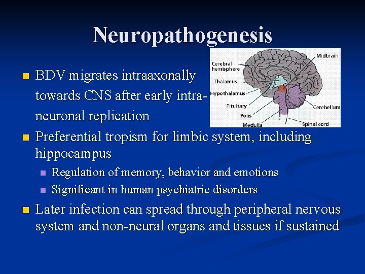 Neuropathogenesis n n BDV migrates intraaxonally towards CNS after early intraneuronal replication Preferential tropism