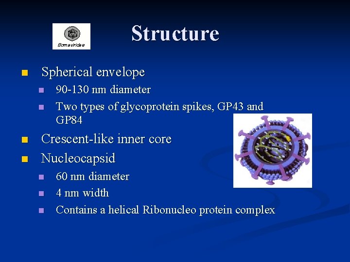 Structure n Spherical envelope n n 90 -130 nm diameter Two types of glycoprotein