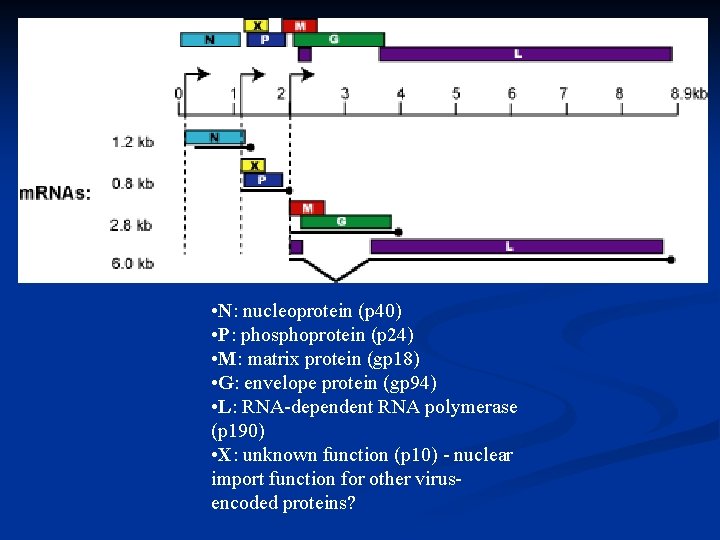  • N: nucleoprotein (p 40) • P: phosphoprotein (p 24) • M: matrix