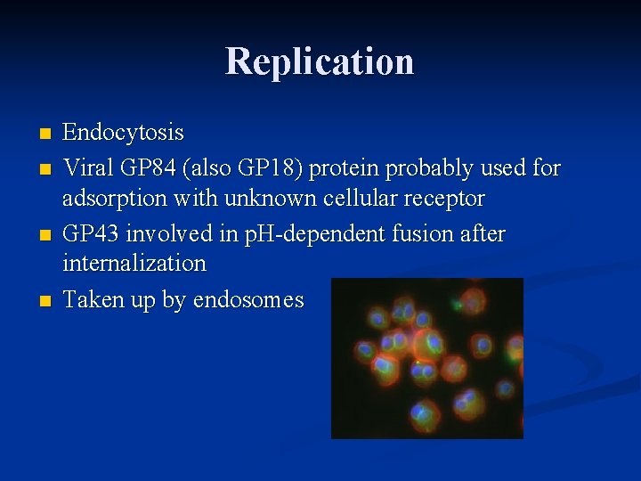 Replication n n Endocytosis Viral GP 84 (also GP 18) protein probably used for