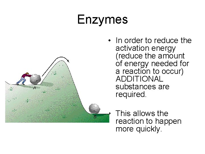 Enzymes • In order to reduce the activation energy (reduce the amount of energy