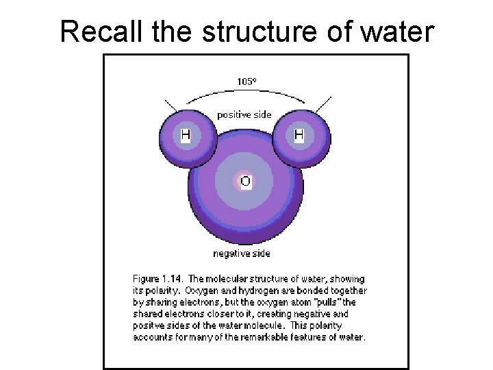 Recall the structure of water 