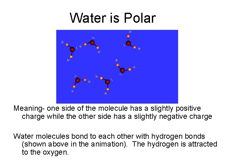 Water is Polar Meaning- one side of the molecule has a slightly positive charge