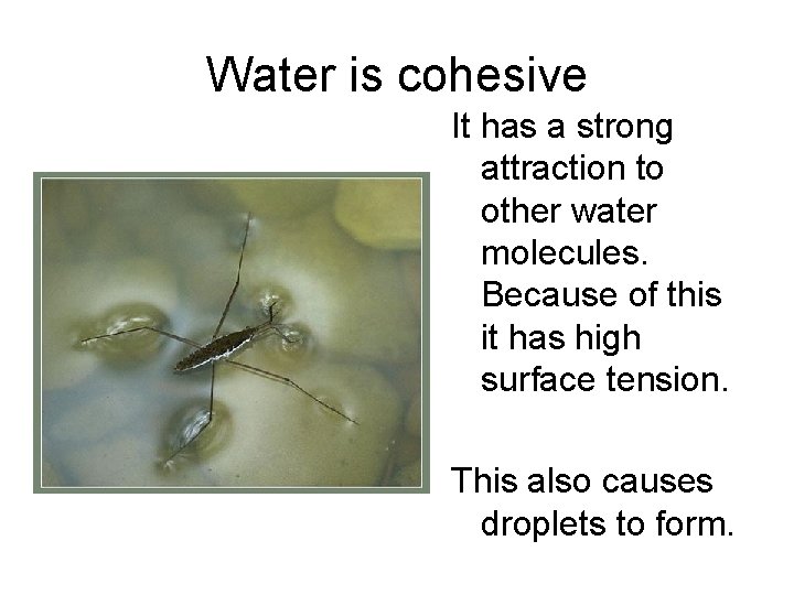 Water is cohesive It has a strong attraction to other water molecules. Because of