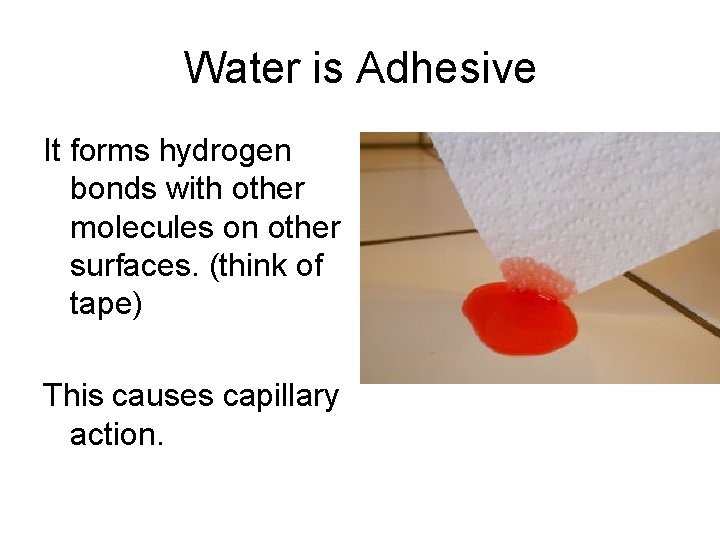 Water is Adhesive It forms hydrogen bonds with other molecules on other surfaces. (think