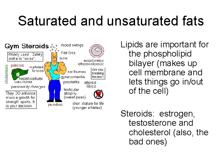 Saturated and unsaturated fats Lipids are important for the phospholipid bilayer (makes up cell
