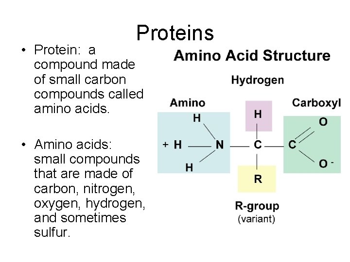 Proteins • Protein: a compound made of small carbon compounds called amino acids. •