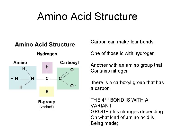 Amino Acid Structure Carbon can make four bonds: One of those is with hydrogen