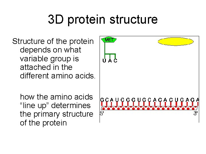 3 D protein structure Structure of the protein depends on what variable group is