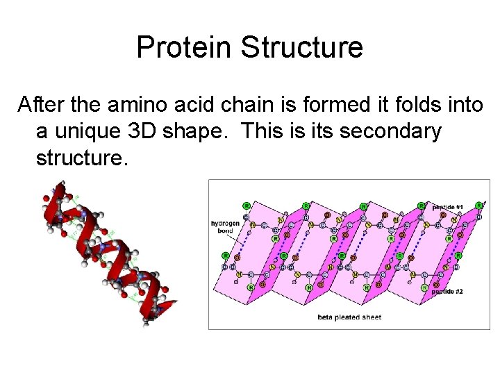 Protein Structure After the amino acid chain is formed it folds into a unique