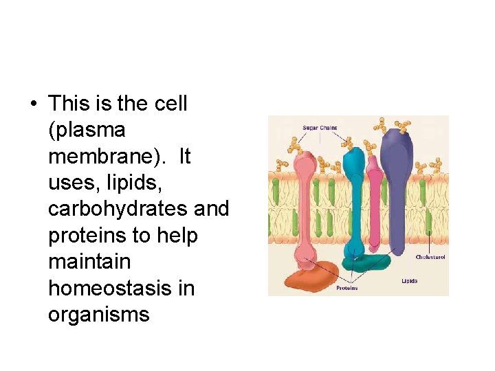  • This is the cell (plasma membrane). It uses, lipids, carbohydrates and proteins