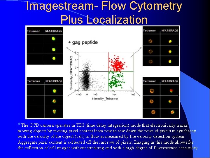 Imagestream- Flow Cytometry Plus Localization • The CCD camera operates in TDI (time delay