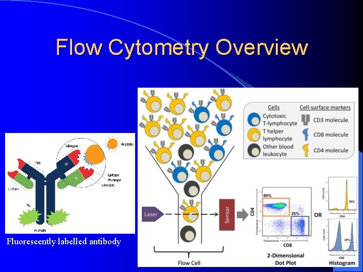 Flow Cytometry Overview Fluorescently labelled antibody 