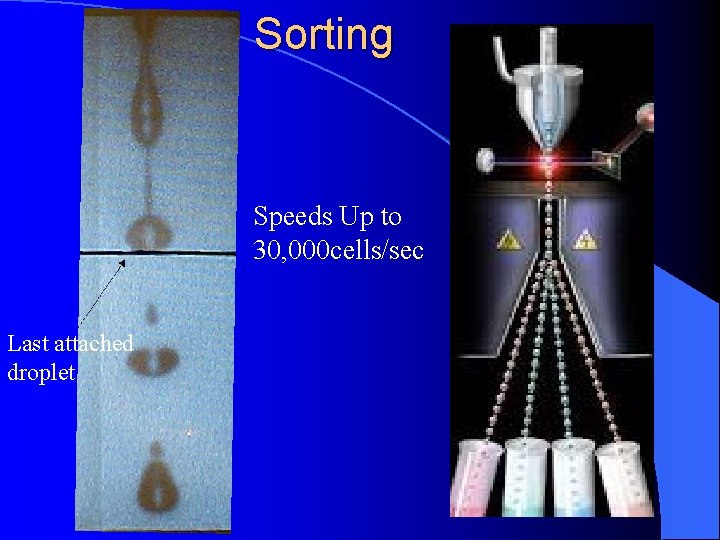 Sorting Speeds Up to 30, 000 cells/sec Last attached droplet 