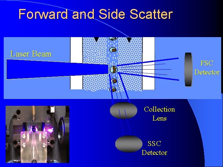 Forward and Side Scatter Laser Beam FSC Detector Collection Lens SSC Detector 