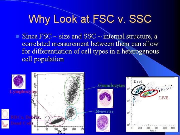 Why Look at FSC v. SSC l Since FSC ~ size and SSC ~