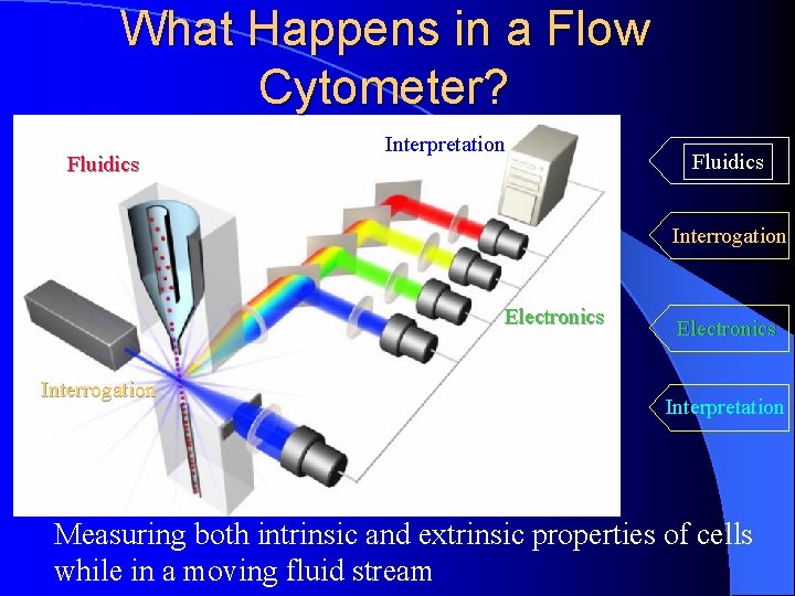 What Happens in a Flow Cytometer? Fluidics Interpretation Fluidics Interrogation Electronics Interpretation Measuring both