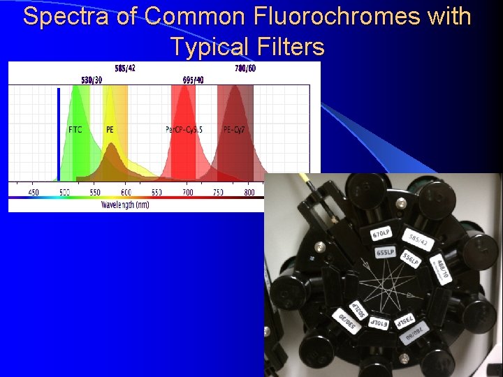 Spectra of Common Fluorochromes with Typical Filters 