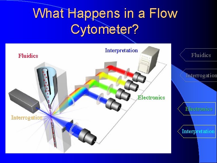 What Happens in a Flow Cytometer? Fluidics Interpretation Fluidics Interrogation Electronics Interrogation Interpretation 