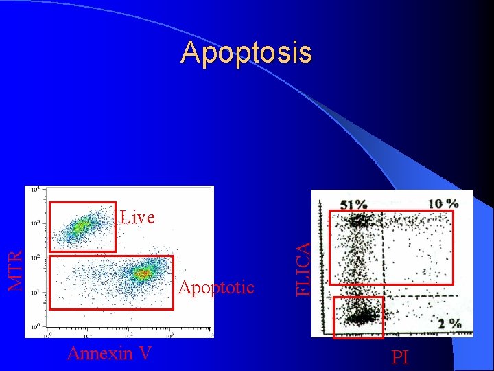 Apoptosis Apoptotic Annexin V FLICA MTR Live PI 