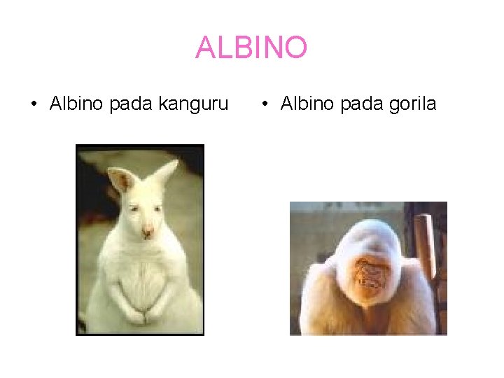 ALBINO • Albino pada kanguru • Albino pada gorila 