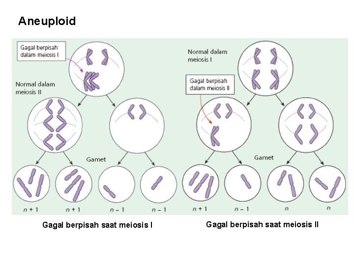 Aneuploid Gagal berpisah saat meiosis II 