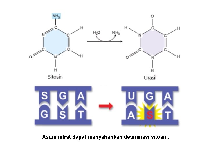 Asam nitrat dapat menyebabkan deaminasi sitosin. 