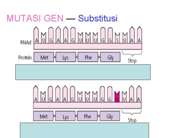 MUTASI GEN — Substitusi Mutasi Diam 