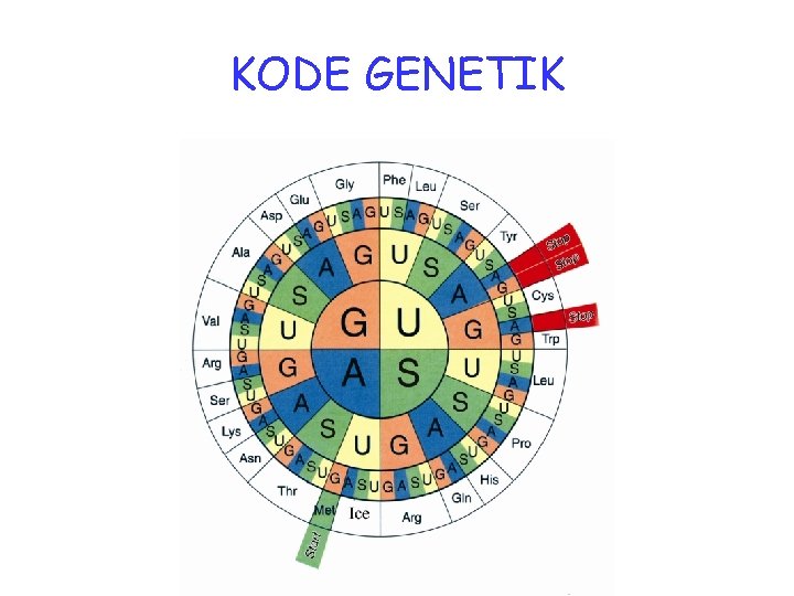 KODE GENETIK 