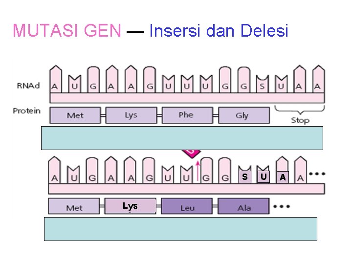 MUTASI GEN — Insersi dan Delesi S U Lys Delesi menyebabkan mutasi salah arti