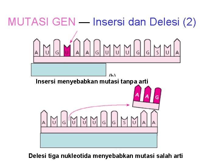 MUTASI GEN — Insersi dan Delesi (2) Insersi menyebabkan mutasi tanpa arti Delesi tiga