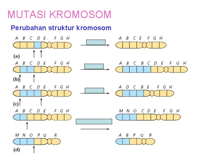MUTASI KROMOSOM Perubahan struktur kromosom 