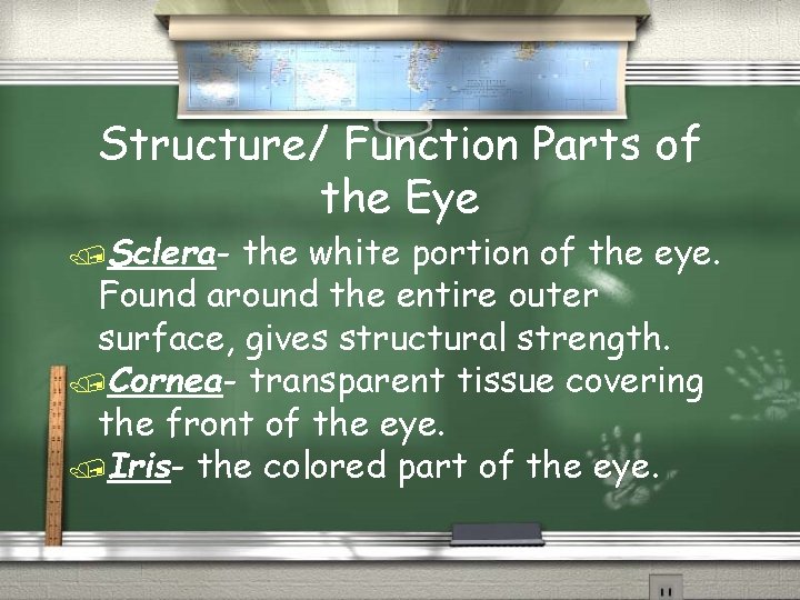 Structure/ Function Parts of the Eye /Sclera- the white portion of the eye. Found Structure/ Function Parts of the Eye /Sclera- the white portion of the eye. Found