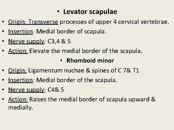  • Levator scapulae • • Origin: Transverse processes of upper 4 cervical vertebrae.