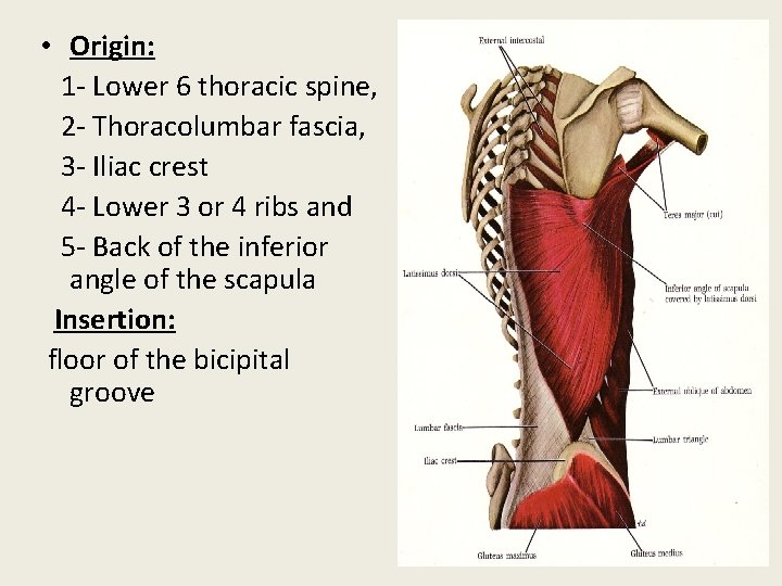  • Origin: 1 - Lower 6 thoracic spine, 2 - Thoracolumbar fascia, 3