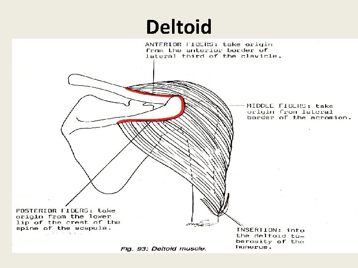 Deltoid 