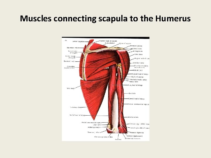 Muscles connecting scapula to the Humerus 