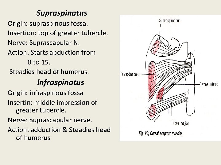 Supraspinatus Origin: supraspinous fossa. Insertion: top of greater tubercle. Nerve: Suprascapular N. Action: Starts